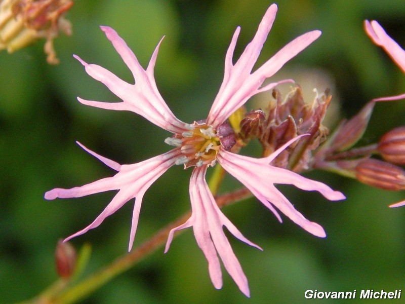 Fiore di campo -  Lychnis flos-cuculi